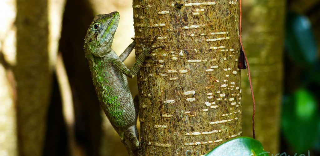 lizard on the banyan tree at Dai Sekirin