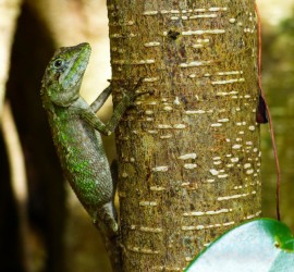 lizard on the banyan tree at Dai Sekirin