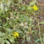 Oregon Smith Rock Yellow Flowers