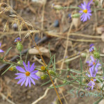 Oregon Smith Rock purple Flowers