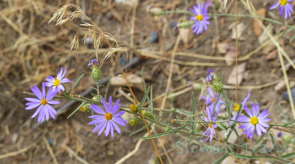Oregon Smith Rock purple Flowers