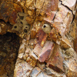 Oregon Smith Rock birdnests