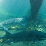Oregon Fish Hatchery Sturgeons