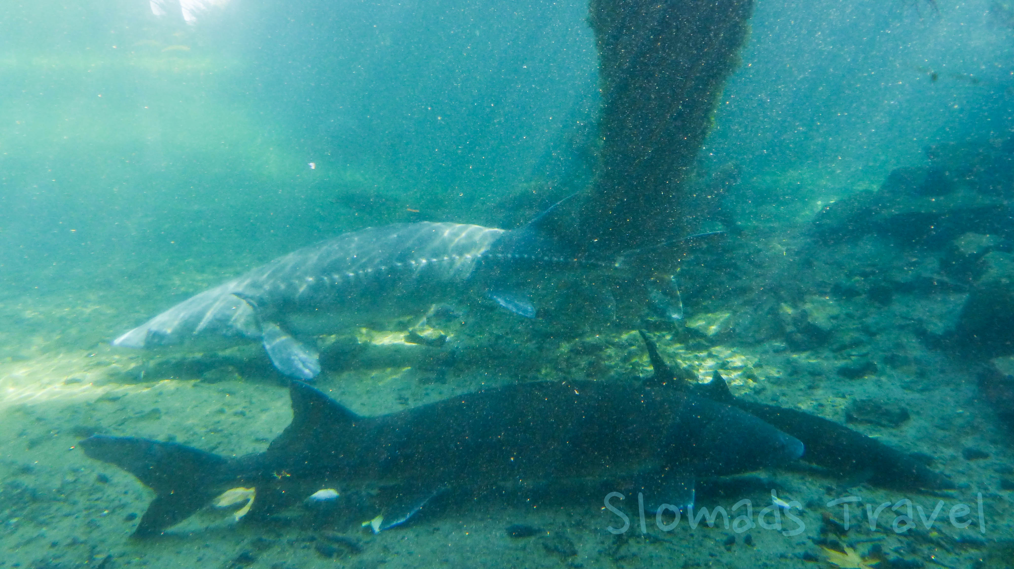 Oregon Fish Hatchery Sturgeons