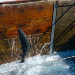 Oregon Fish Hatchery jumpin Salmon