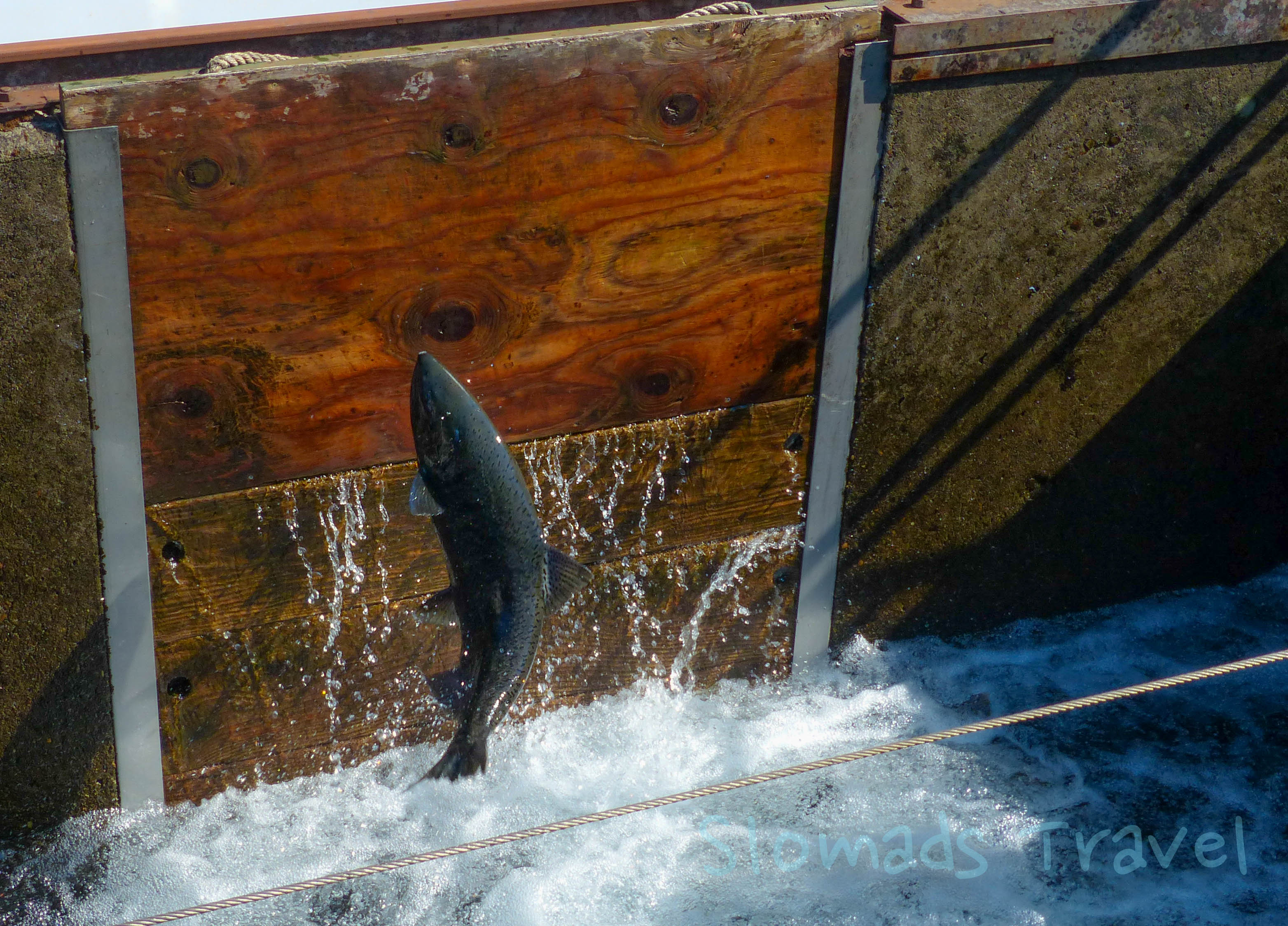 Oregon Fish Hatchery jumpin Salmon