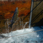Oregon Fish Hatchery jumpin Salmon