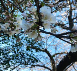 Cherry blossoms at the National Mall, Washington, D.C.