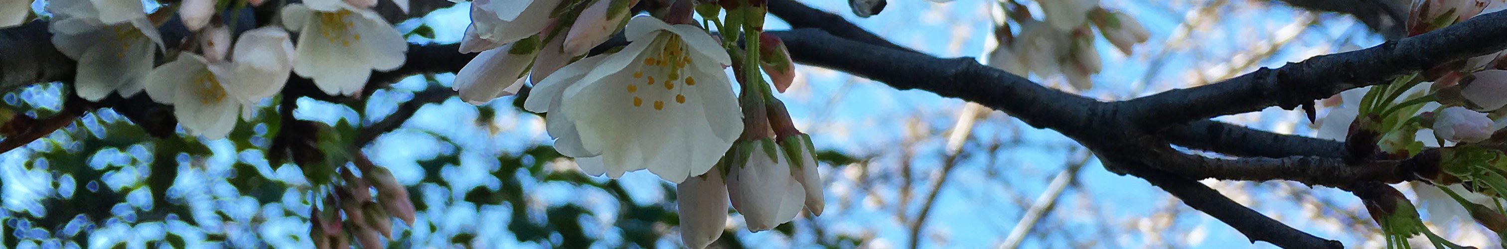 Cherry blossoms at the National Mall, Washington, D.C.