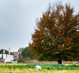 A tree changing colors in the British countryside.