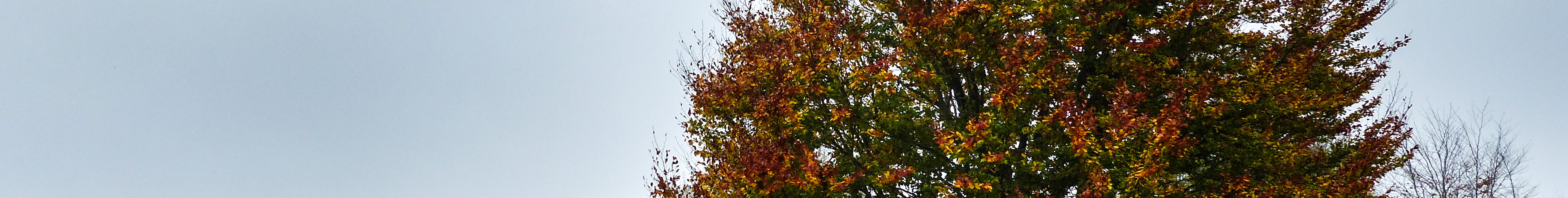A tree changing colors in the British countryside.